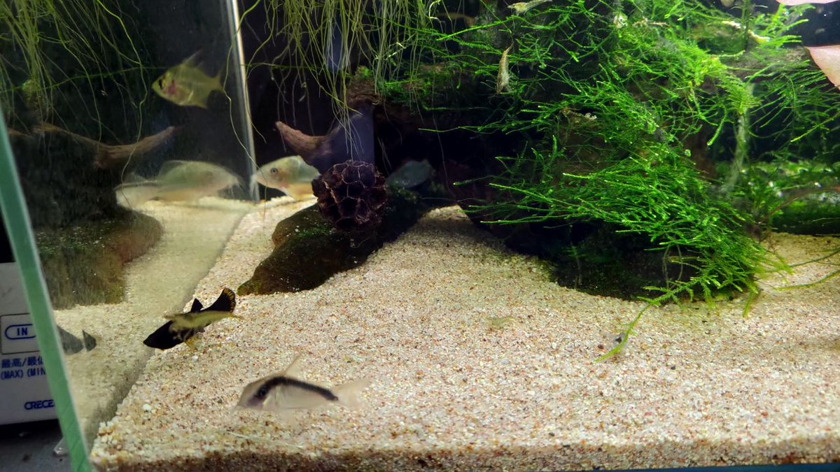 稲月和泉 ブラックモーリーをお迎えしておよそ4日 もしかして 油膜薄くなってる 稲月和泉 ブラックモーリーをお迎えしておよそ4日 もしかして 油膜薄くなってる