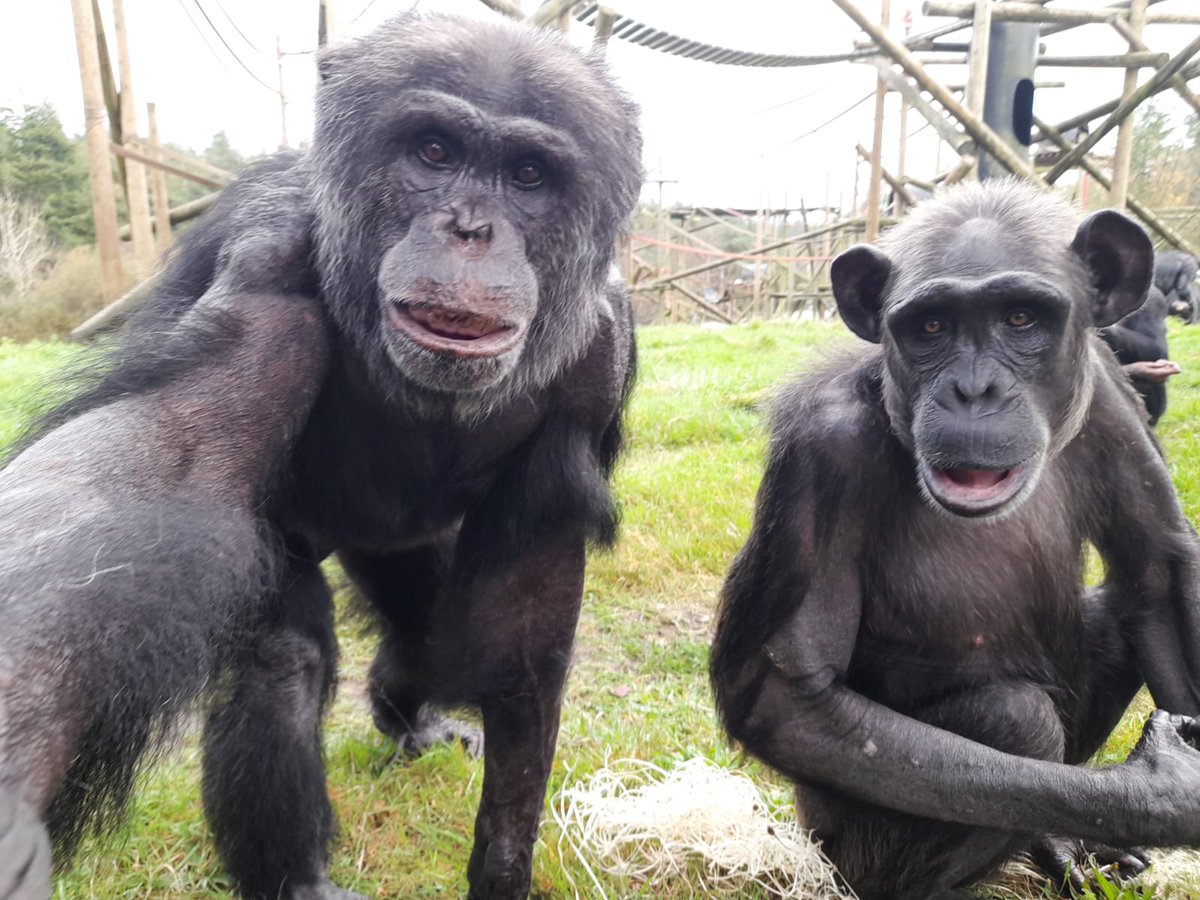Monkey World Dorset tweet media