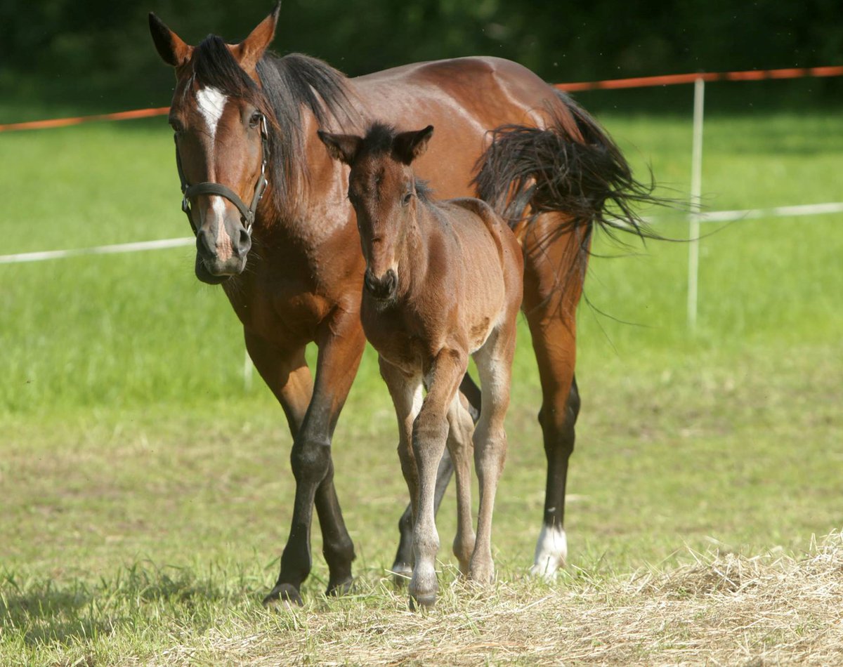 Touch Me Too (s. 2016) uran avausvoitto Teivossa.Tamma jäi orpovarsaksi.Keinoemoksi löytyi Smokin Rose jonka seuraavan vuoden varsa Smokin Ride voitti P-S kasvattaja-ajon tänä vuonna #ravit