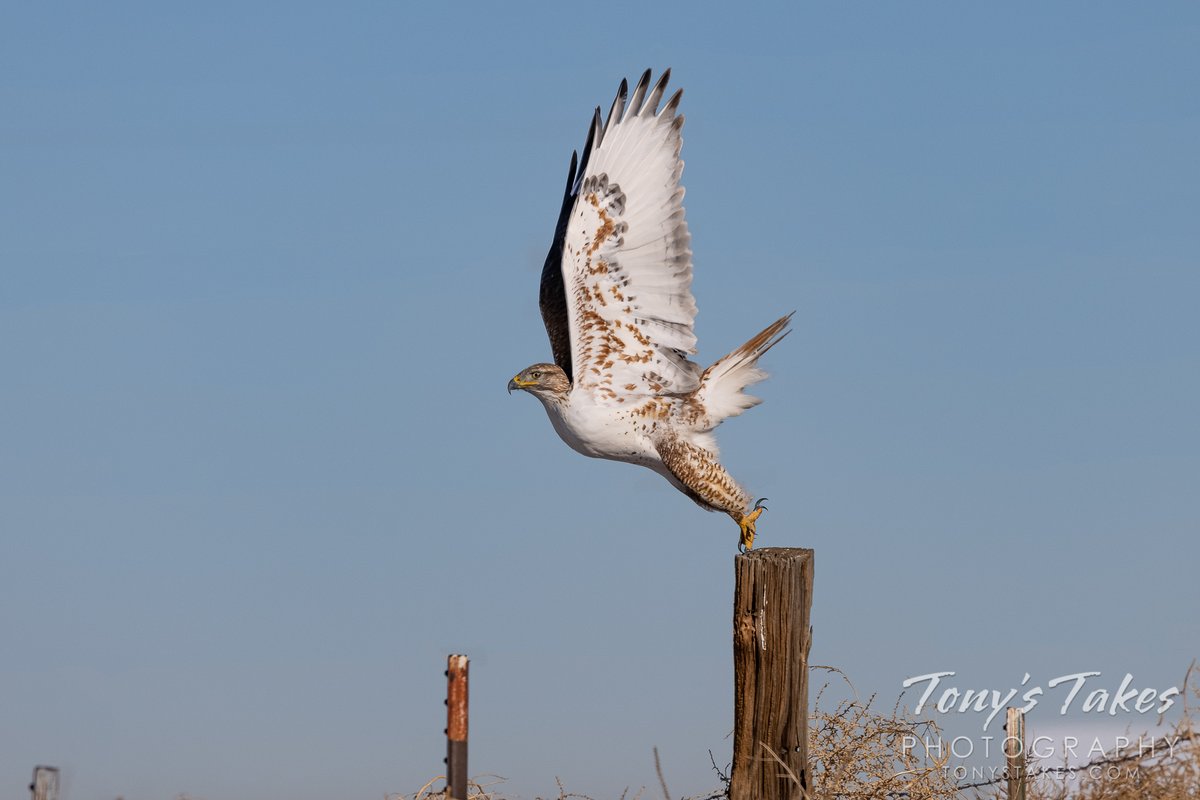 Ferruginous #hawk stretches out and takes flight. Quite a show from this beautiful #raptor as it showcases its five-foot wingspan and gorgeous plumage. Taken in Adams County, #Colorado. 

#birding #wildlife #birdphotpgraphy #wildlifephotography #Canon #EOSR5