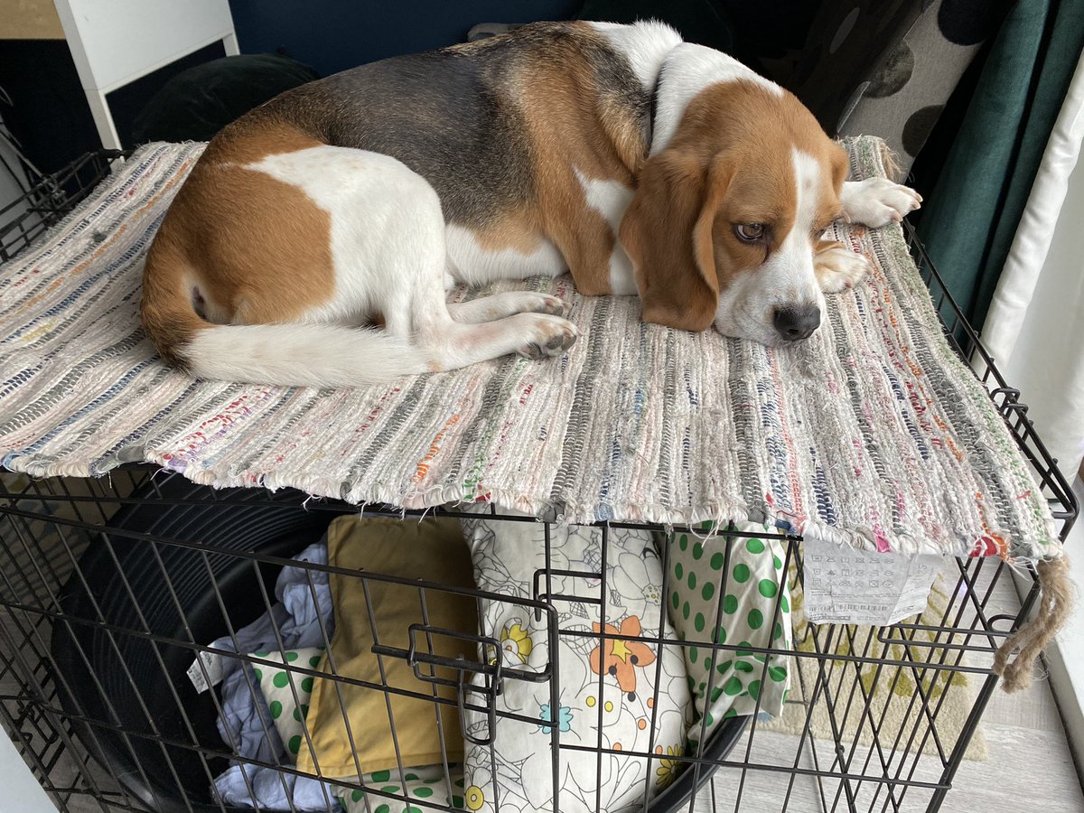 I love my crate 😃 🐶 

#Beagle #dogsoftwitter