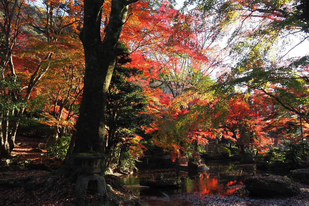 七穂 岐阜公園の紅葉も見ごろでした 12 6 岐阜 岐阜城