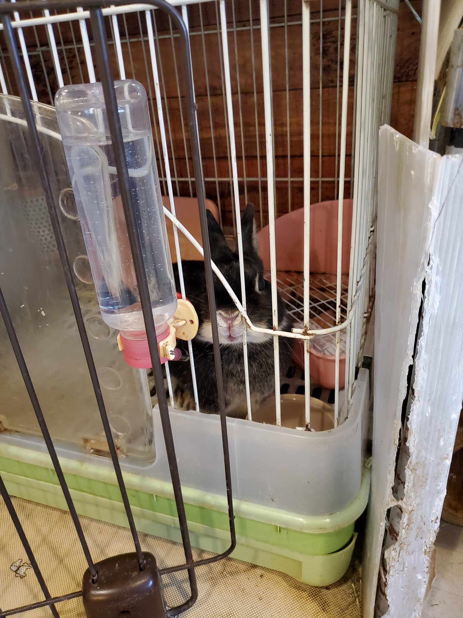 西風 Z F 十和田市にあるウサギカフェに行ってきた