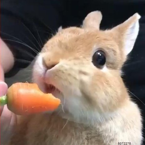 Kim Minji a bunny: thread