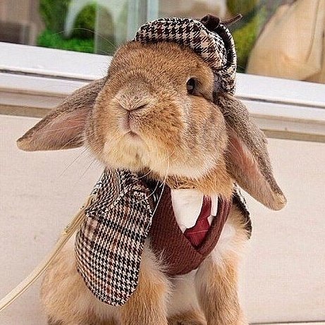 Kim Minji a bunny: thread