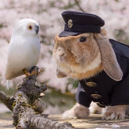 Kim Minji a bunny: thread