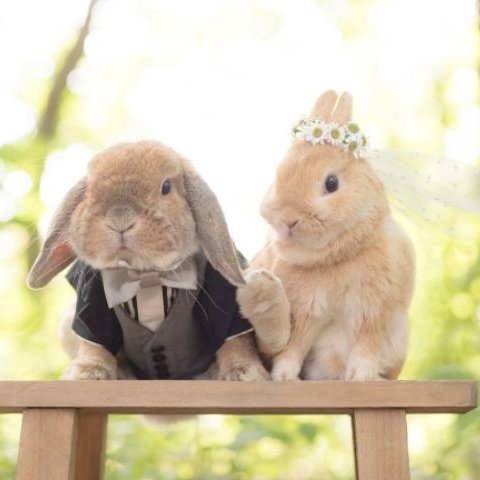 Kim Minji a bunny: thread