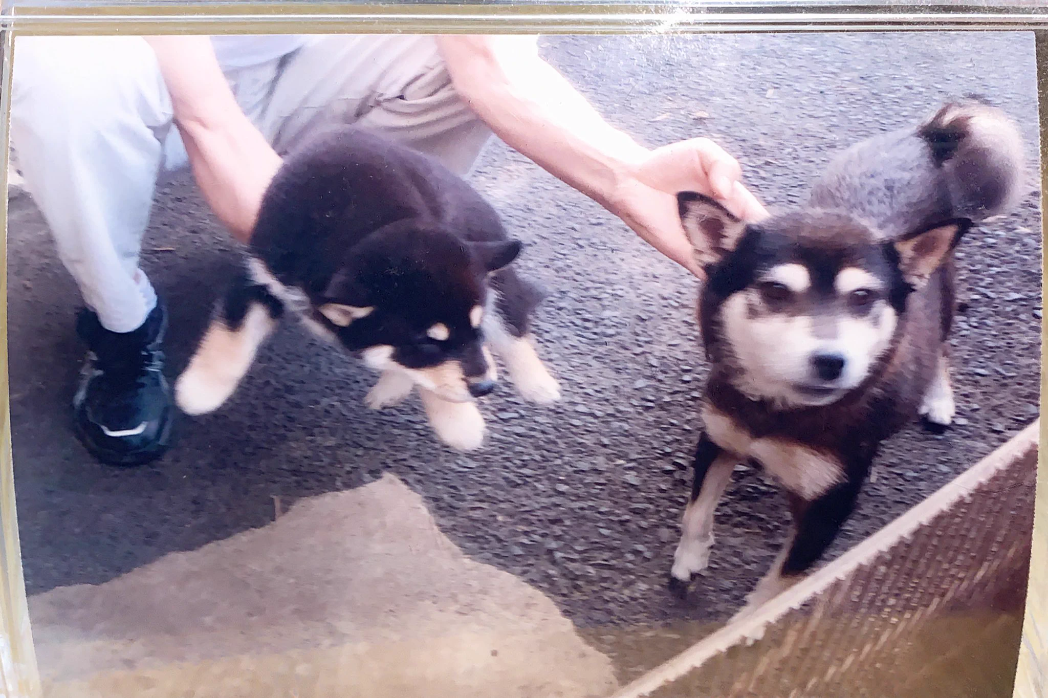 @K5dbZRmjNe77i5r ブリーダーさんの所でママ犬の美人さに惚れてお迎えしてしまいました。3枚目は近所の看板犬が脱走した時ですが我が家のと間違う程そっくりでした。12キロのため引越しでは中型犬を受け入れてくれる所が少なくて大変です😅 