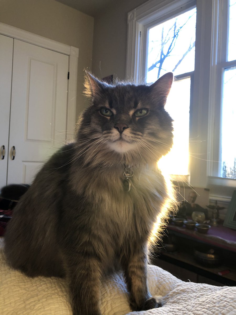 My pandemic partner, Wolfgang, wants his breakfast. Ever heard of Sunday sleep in???