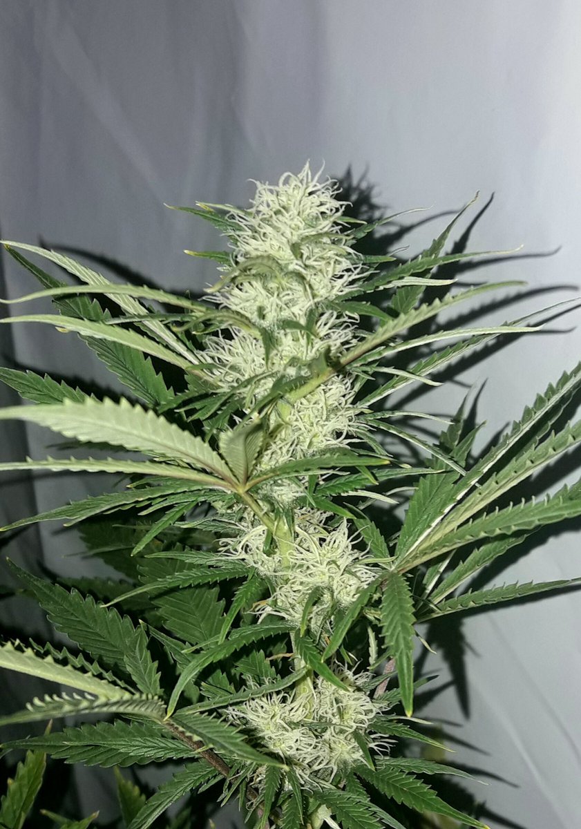 AdrycManellson's tweet photo. La Tarde transcurre lluviosa en #AdrycsCove, #ChocoCandy  de @GreenbudSeeds con @tonenutrients florece con Esplendor, cómo no podía dejar de ser, por ello esta #Straint es #Bandera de nuestra #Filosofía,
Mirad última foto,
#WeLoveThatWeDo #SailingTheGreenSea.
Alegría pues...🧚‍♂️😎 https://t.co/KFhiP1RRhQ