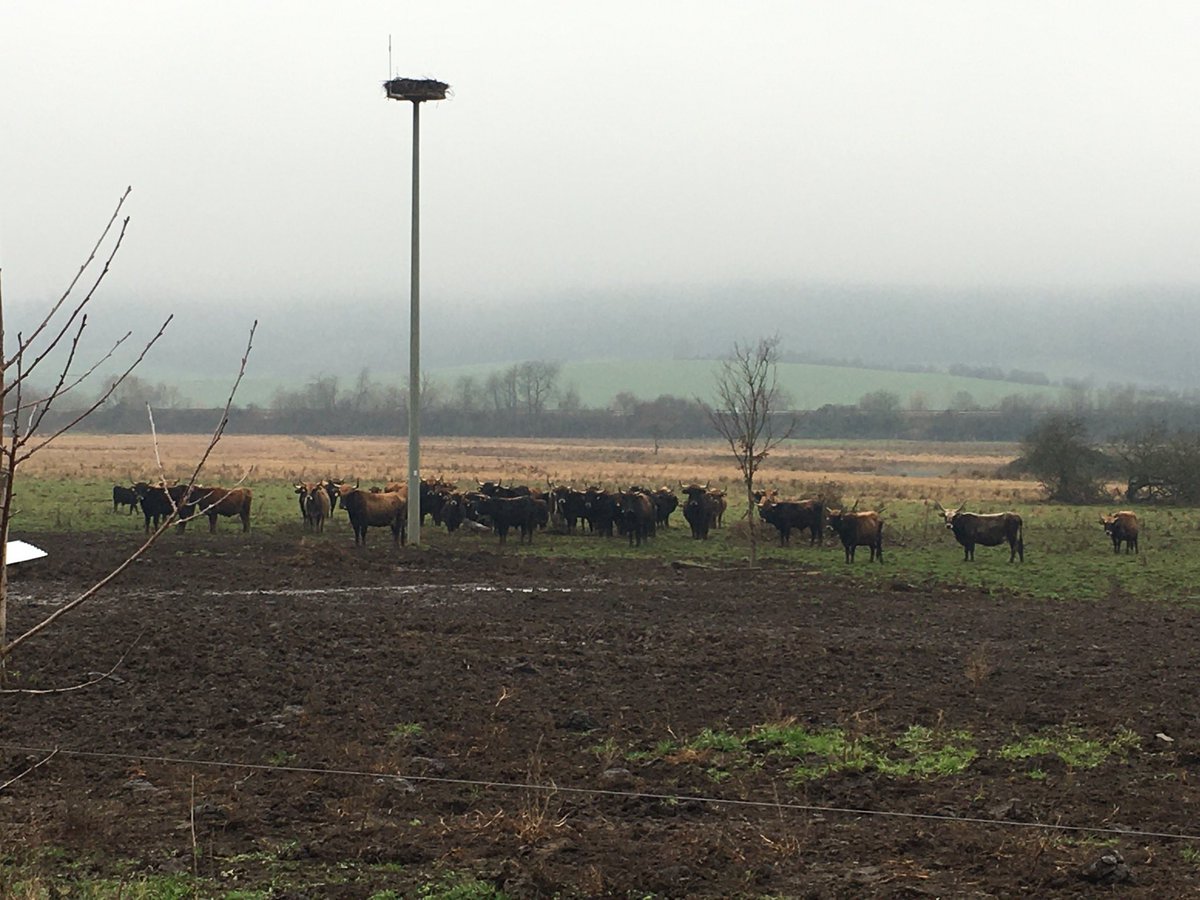 NaturfreundeBV's tweet photo. Trübe Stimmung auch am #NaturaTrail #Glauberg hier bei #Stockheim die Heckrinder warten bis der Bauer mit der Heulieferung fertig ist #Oberhessen #Naturfreunde #Hessen https://t.co/oDcies2CNJ