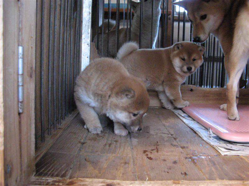@K5dbZRmjNe77i5r もうすぐ14歳のおばあわんです。
左の写真の手前に居るのが当犬で大きいのがお母さん。
そっくりなので親犬は参考になると思います。 