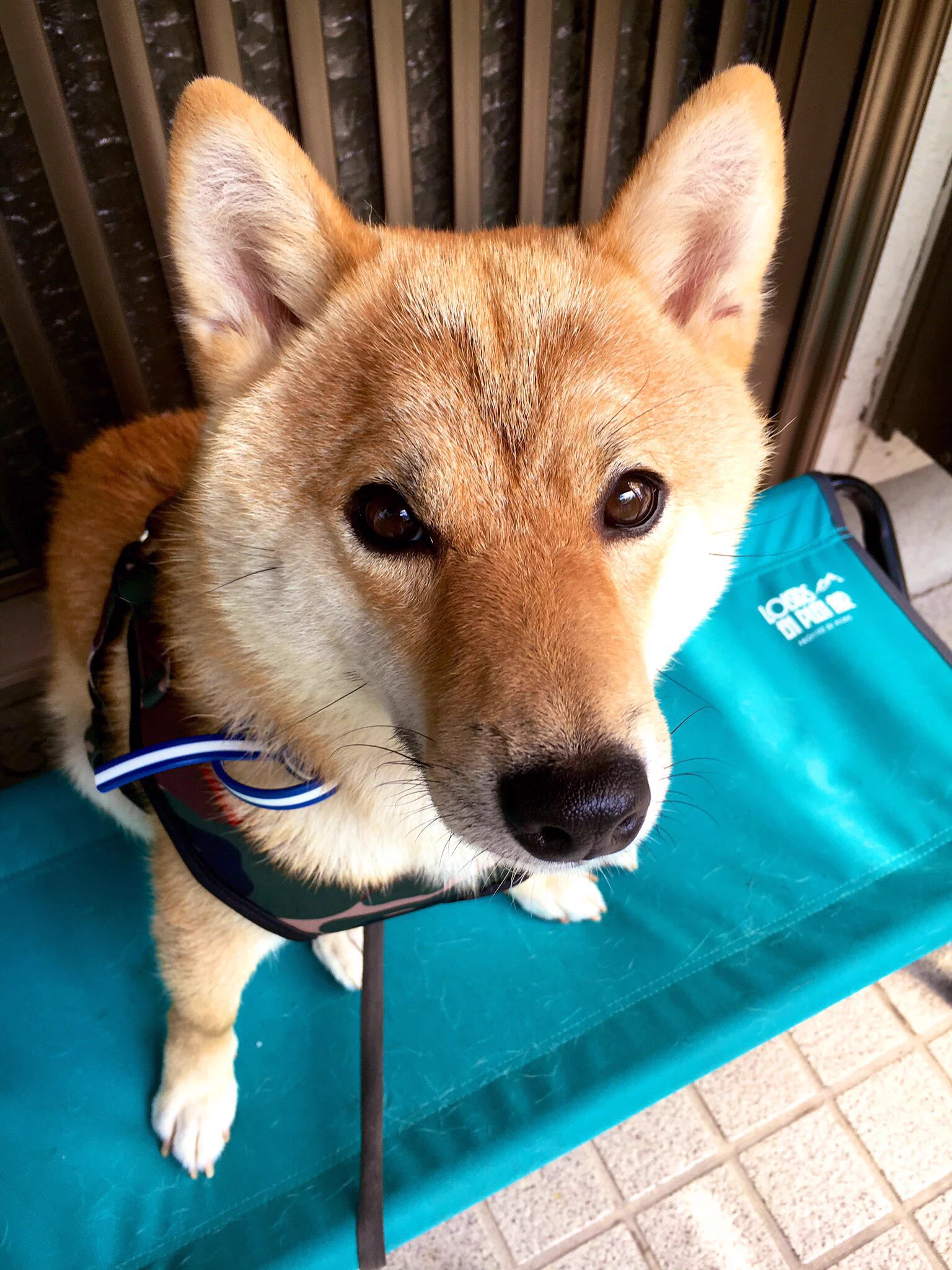 @K5dbZRmjNe77i5r 換毛機には別の犬と化します。一時的に両津勘吉になったりします。 