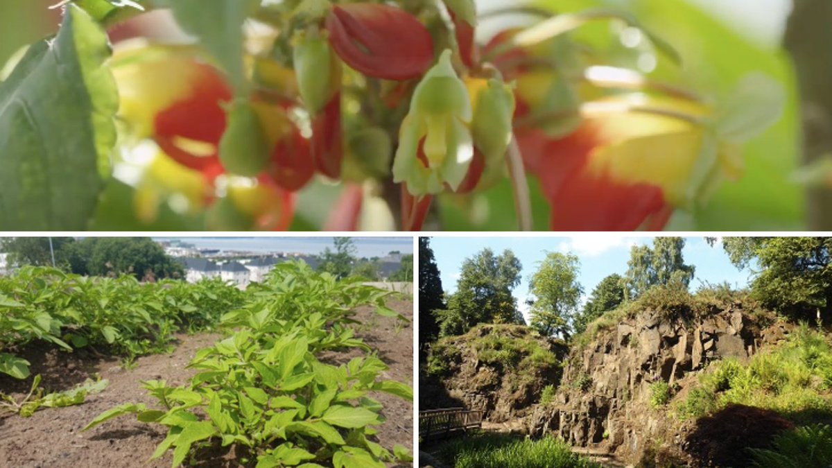 DoorsOpenDays's tweet photo. Stop & smell the flowers with #DigiDoorsOpenRoundup🌻
In honour of @TreeCouncil's #NationalTreeWeek, this week's theme is green spaces.
Meet some prehistoric trees, explore the world through plants & discover urban green spaces to stay #TreelyConnected: https://t.co/7WFU7o1eqs https://t.co/YagxIuVp2b