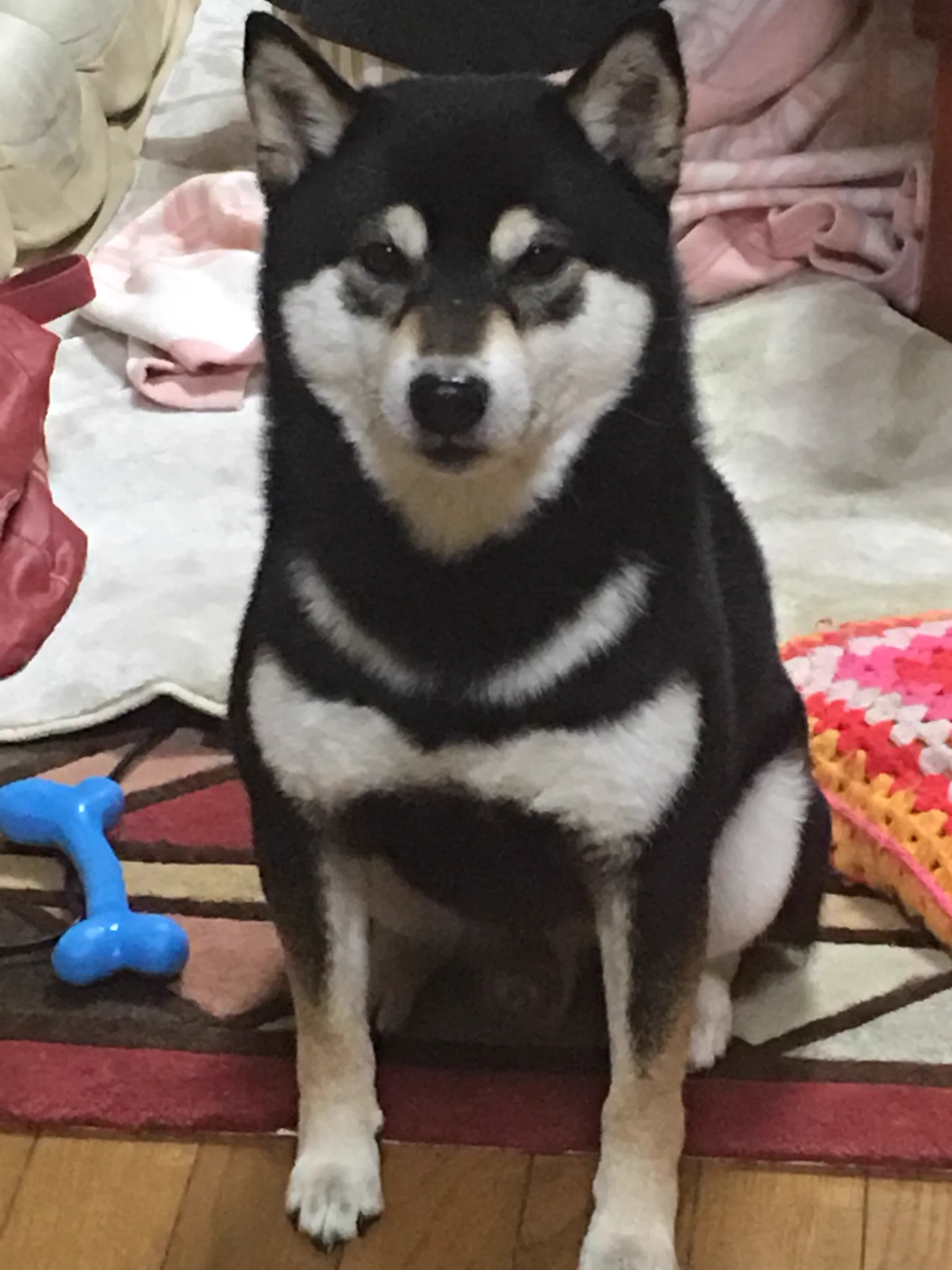 @K5dbZRmjNe77i5r うちの番犬です！
人懐っこい性格してますが😅 