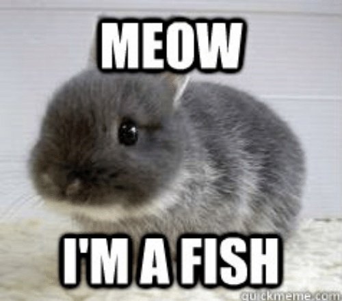 Bunny memes that I found online and my bunny babie A bunny thread 