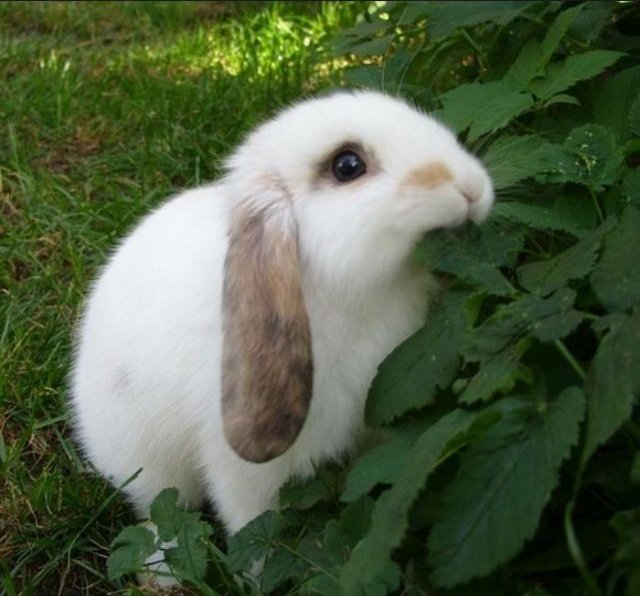 Bunny memes that I found online and my bunny babie A bunny thread 