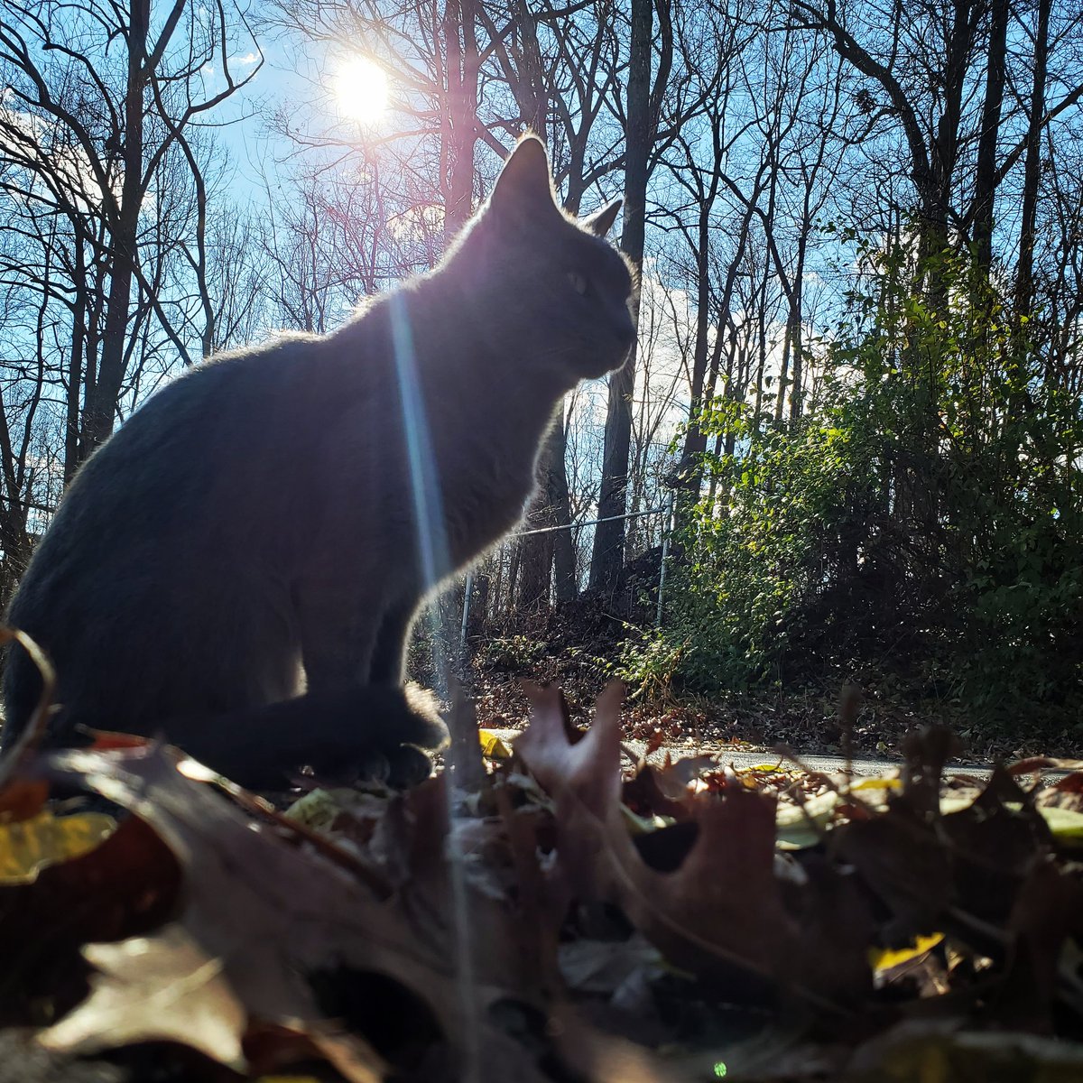 Beautynmemories's tweet photo. #greycat #cat #cateyes #cute #sun #trees #leaves https://t.co/U7g5xEziVL