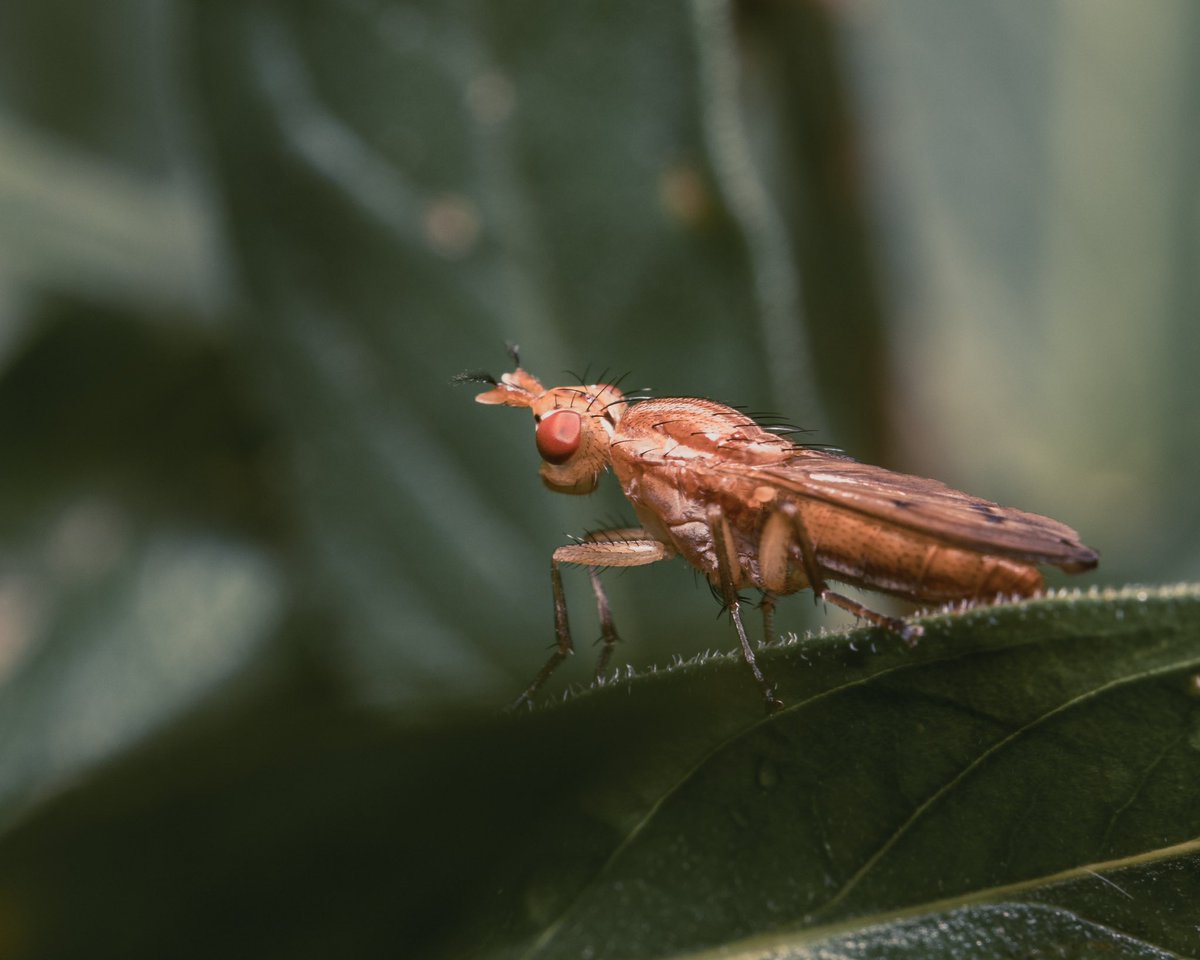 Danny McIsaac tweet media