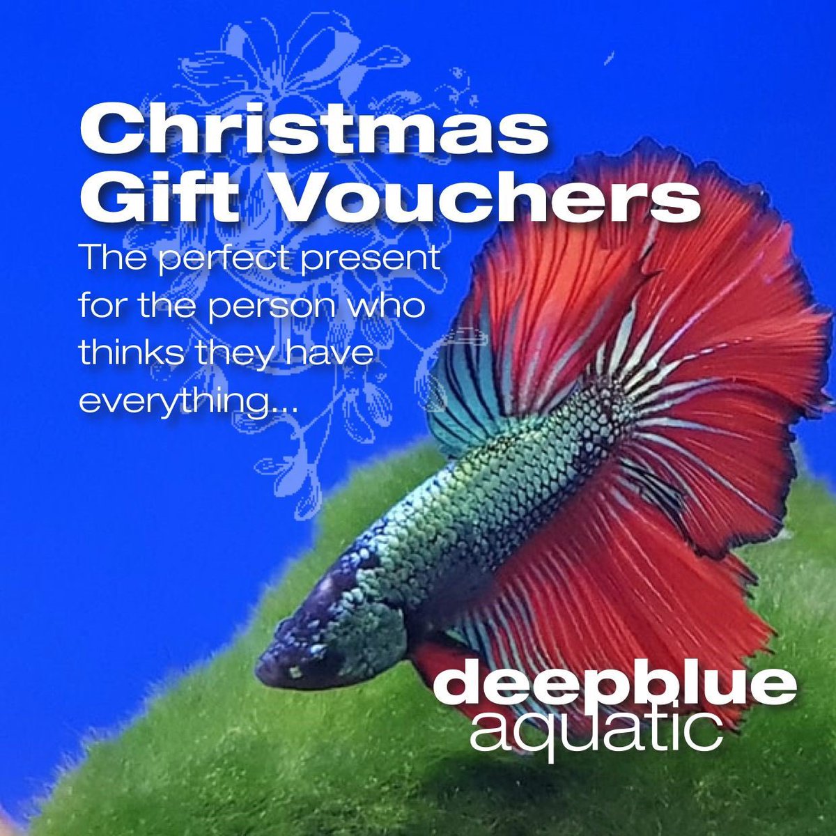 deepblueaquatic's tweet image. It’s that time of year again, the perfect gift for your fish keeper #christmas #giftvoucher #hemelhempstead #marinefishtanks #tropicalfish #goldfish #mickstudiomix