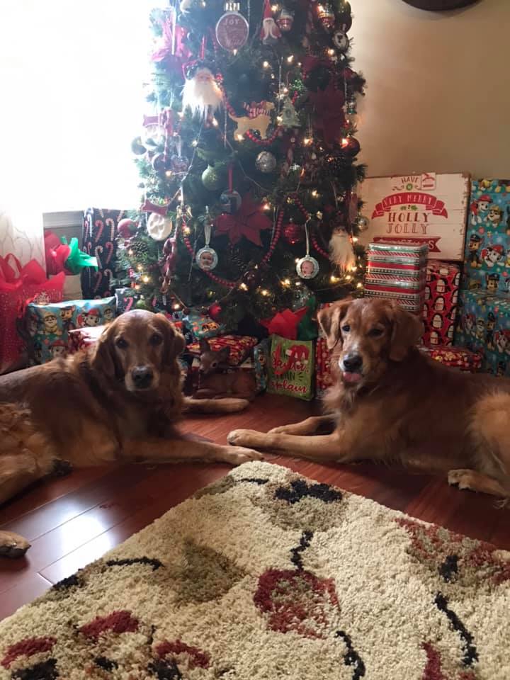 No doubt these two made the nice list! #happydogs #mansbestfriend #christmas2020 #christmasiscoming #covidchristmas2020 #NiceList

Photo courtesy of Pat Carr Kasten