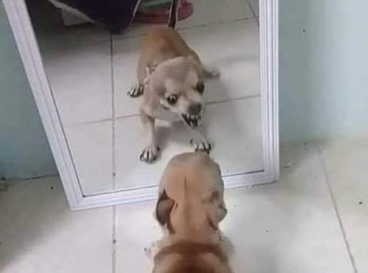 cancerdadepre's tweet photo. quando câncer já brigou com todo mundo e não tem mais com quem brigar: https://t.co/MaZweO36T5