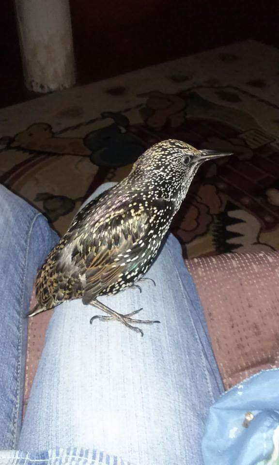 Greenbirds75's tweet photo. @CarlBovisNature @Team4Nature https://t.co/nwlKgLbzIE