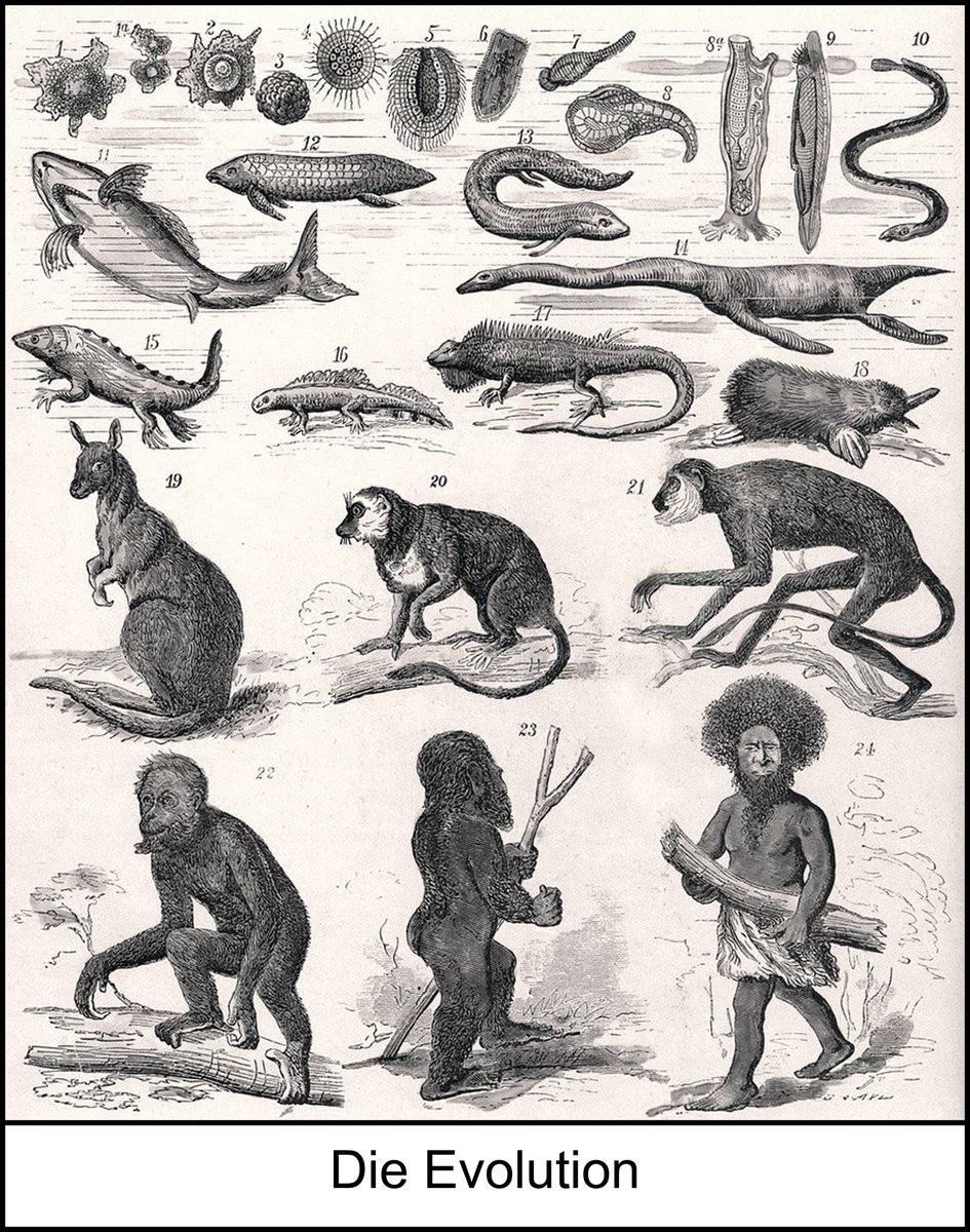 Helmut K.F.Hoedt 3 chem.eng.CEO H2energy SA Maroc tweet media