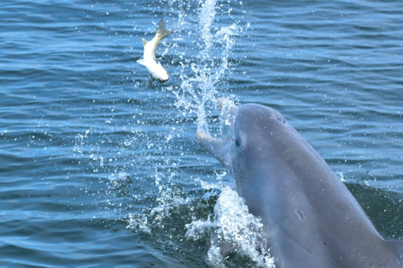 Lunch Longboat Key style!