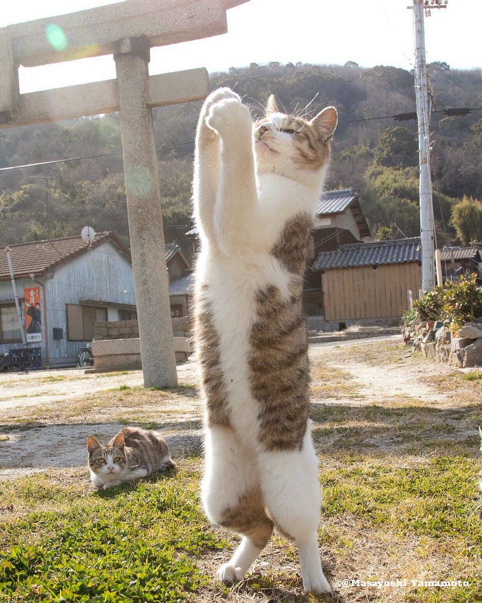 めーちっさい 平和を祈る猫のフィギュアを作ってみました マイクスタンドを付け加えると平和のために歌ってくれます 猫さんもこうして願っていることですし 世界ちょっと落ち着け