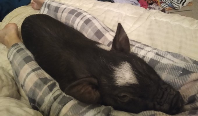 First she snuggled into my butt then she came I thought I was getting a kiss then she turnd and stuck<a href="/tag/diamond"class="tags"><span>#diamond</span></a>