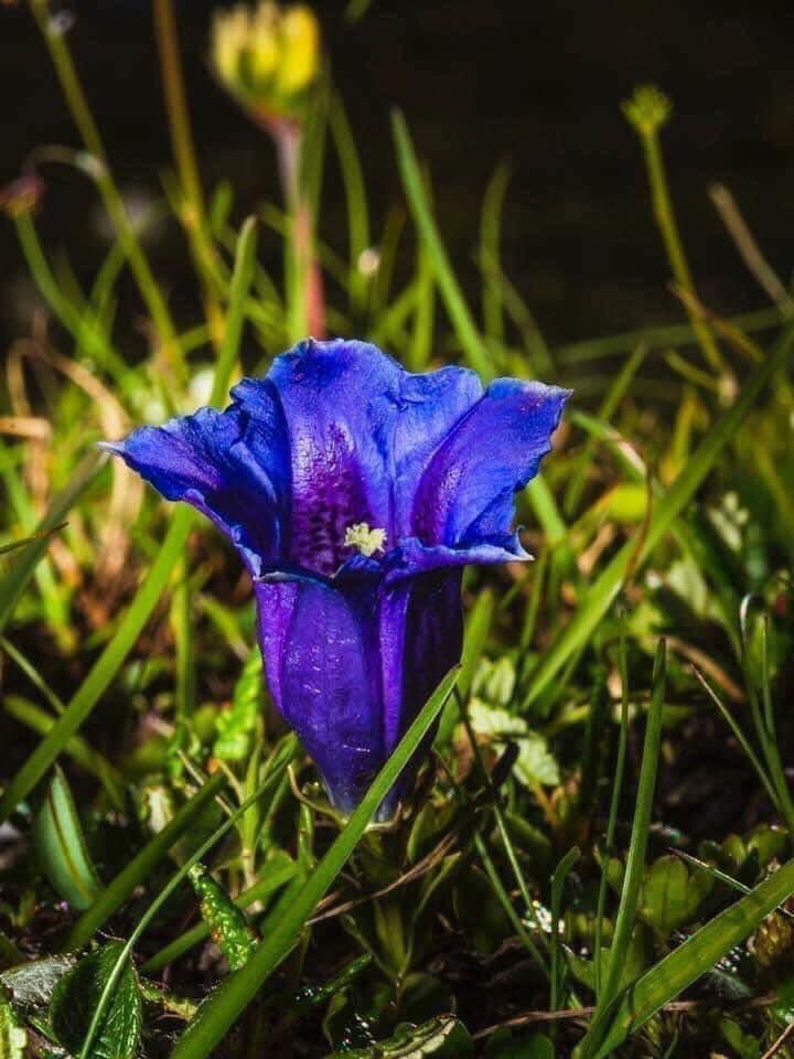 rstocker_sky's tweet photo. 🔝💝🎄Geschenkidee💡
📸 DECO
#HomeOffice 
#Wohnraum 
#Firma

👁
The_RSA_1st / Engadin-Bilder
#Berge
#Blumen
#Gewässer

🔝
Print-Aufzug auf
#Karton
#Alu
#Acryl

ℹ️
RSA Ron Stocker Art
Waffenplatzstr. 35
8002 Zürich

👁
LIVE Ausstellung

☎️
079 481 47 66

📸
#MarioHotz+
#RonStocker https://t.co/FGB20UWmiN