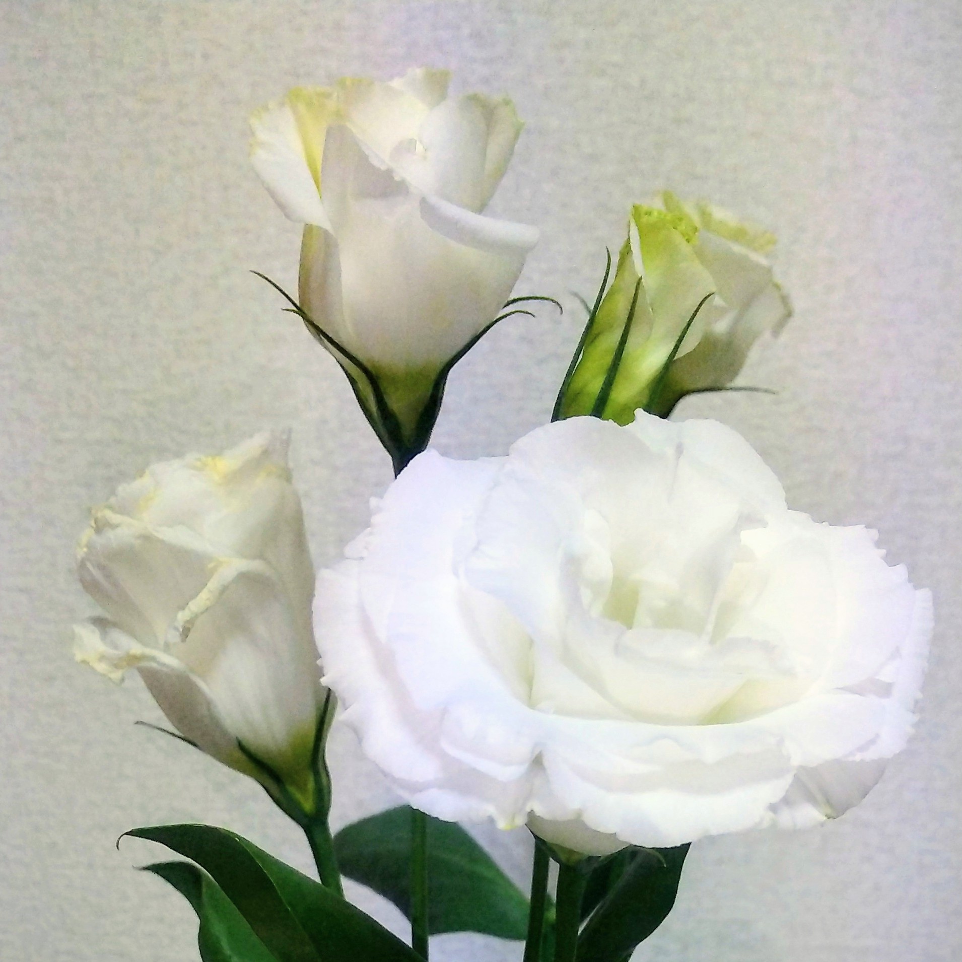 後藤まなみ トルコキキョウ白 花言葉は 思いやり ステキな花言葉 まごころ 相手の立場にたって考える 相手の身になって 真心をもって 気遣いをする 思いやり 忘れずにいたら 違う気がする 仕事が憂鬱な人 眠れない人 モヤモヤする人に このあたたかさが 後藤まなみ トルコキキョウ白 花言葉は 思いやり ステキな花言葉 まごころ 相手の立場にたって考える 相手の身になって 真心をもって 気遣いをする 思いやり 忘れずにいたら 違う気がする 仕事が憂鬱な人 眠れない人 モヤモヤする人に このあたたかさが