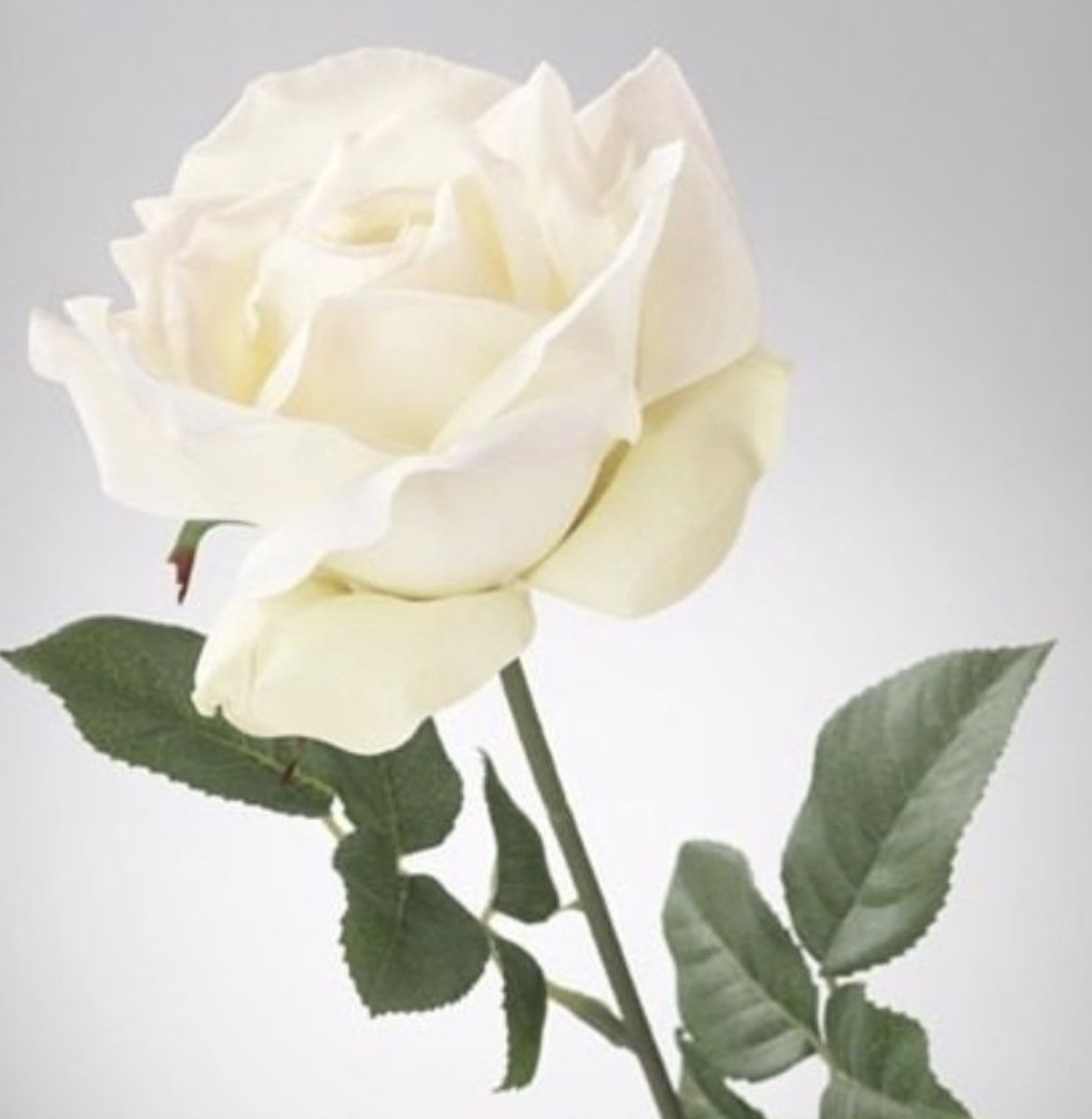 Jane Doe, 61, Dec 4, 2020, Brampton, Ont. A 33-year-old man has been charged with first-degree murder.