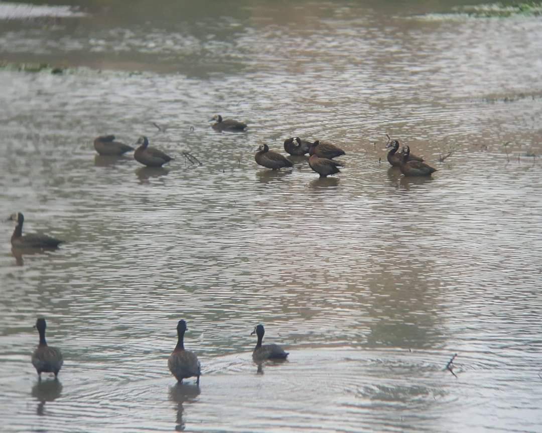 MotherNature_Es's tweet photo. You can see #Rwandanziza Thru me. Simply, inbox me @ESinayitutse or email me @eliesinay@gmail.com. #LearnBirds, #Relax thru #birdwatching. 
At facebook, follow this link. 
https://t.co/Wz1pNiIUY5 https://t.co/eklRPPIeko
