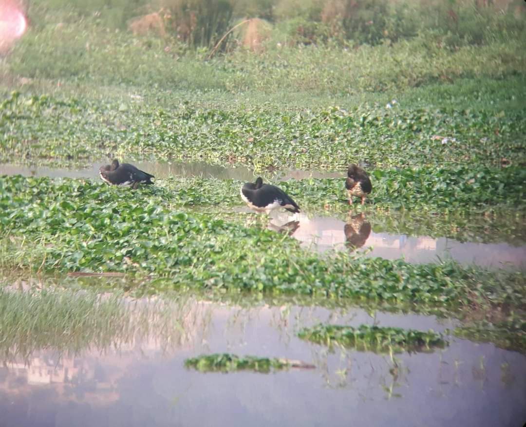 MotherNature_Es's tweet photo. You can see #Rwandanziza Thru me. Simply, inbox me @ESinayitutse or email me @eliesinay@gmail.com. #LearnBirds, #Relax thru #birdwatching. 
At facebook, follow this link. 
https://t.co/Wz1pNiIUY5 https://t.co/eklRPPIeko
