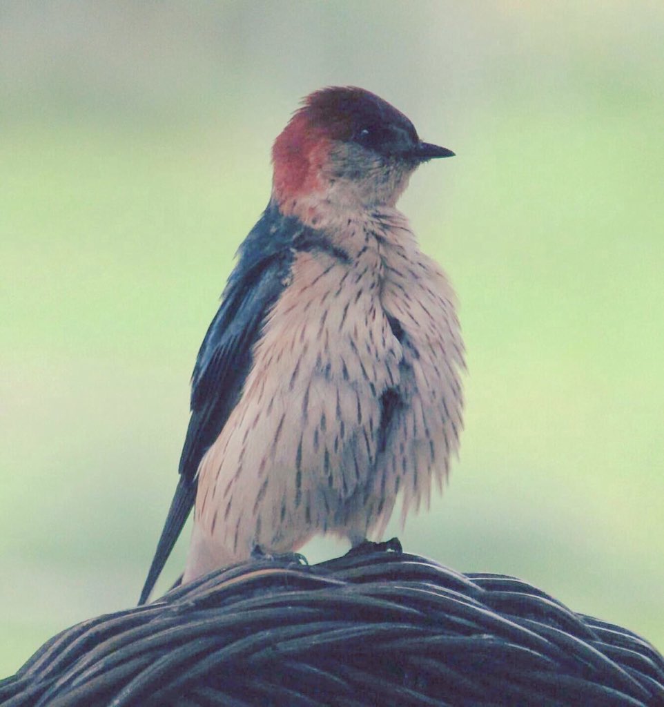 _wingsandwaves_'s tweet photo. #SwallowSunday…These Greater Striped Swallows have been visiting our stoep as of late…the 83rd incidental home/garden species! #swallows @avibase #birdingfromhome #nevernotbirding #birding #birdtherapy #hirundinidae #cecropis #birdsofsouthafrica #UnconventionalBirdPhotography https://t.co/E8B3Hbp7Ut