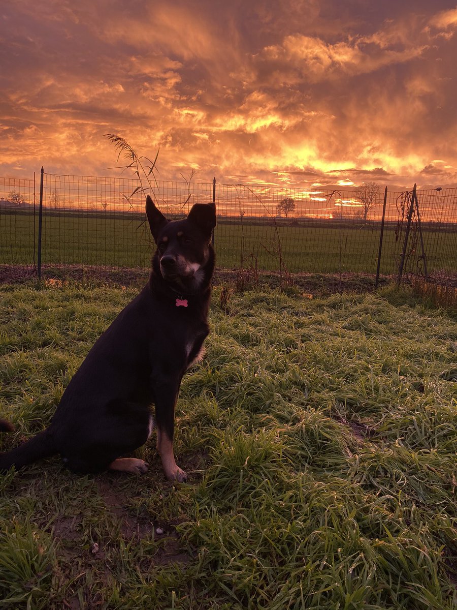 ShadesOfWhisky's tweet photo. Ma che tramonto c’è oggi? 😍 https://t.co/PpVNs6wSnX