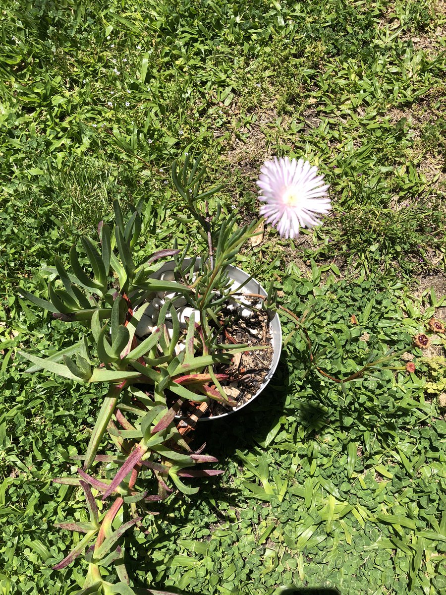 Te despido Tabaré desde casa con los mejores recuerdos, emoción y agradecimiento, con una flor silvestre que abrió hoy en mi jardín.