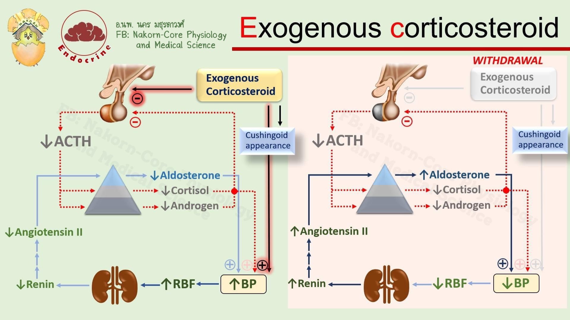 NakornCore Physiology and Medical Science on Twitter "และจะมีผลของ Cushing syndrome ที่เคยมี
