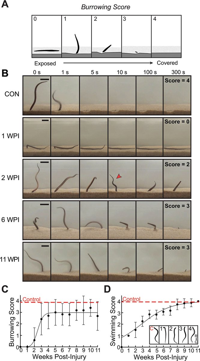 The Biological Bulletin tweet media