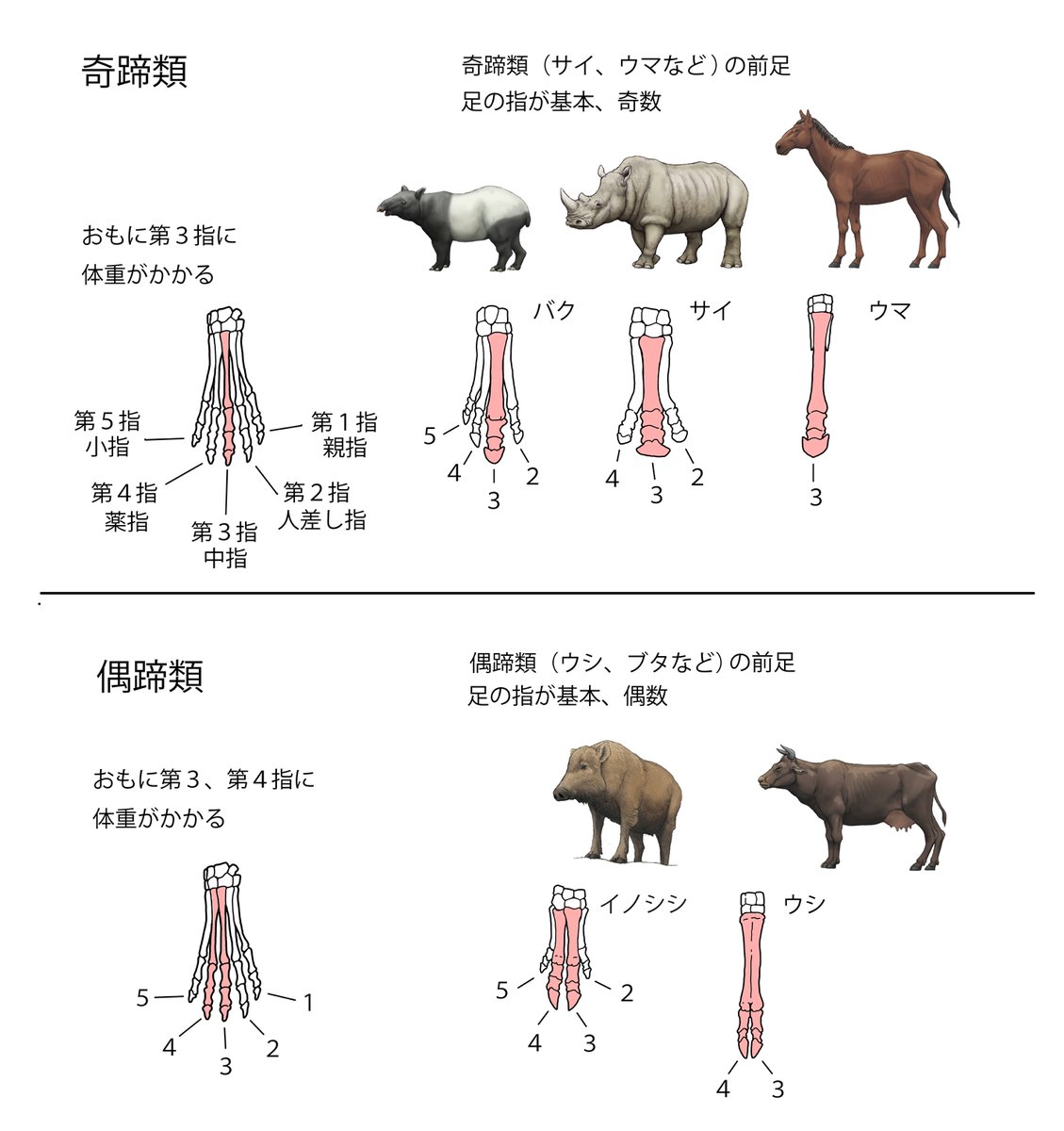 川崎悟司 奇蹄類の足指の数は奇数 偶蹄類の足指の数は偶数で この違いが出るのはほとんどの体重がかかる指が ちがうため 奇 蹄類は第３指の１本のみに体重がかかり 偶蹄類は第３と第４指に体重がかかる 進化の過程で必要としない指が退化していくと