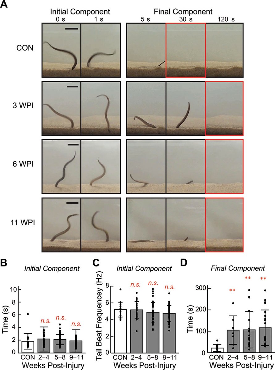 The Biological Bulletin tweet media