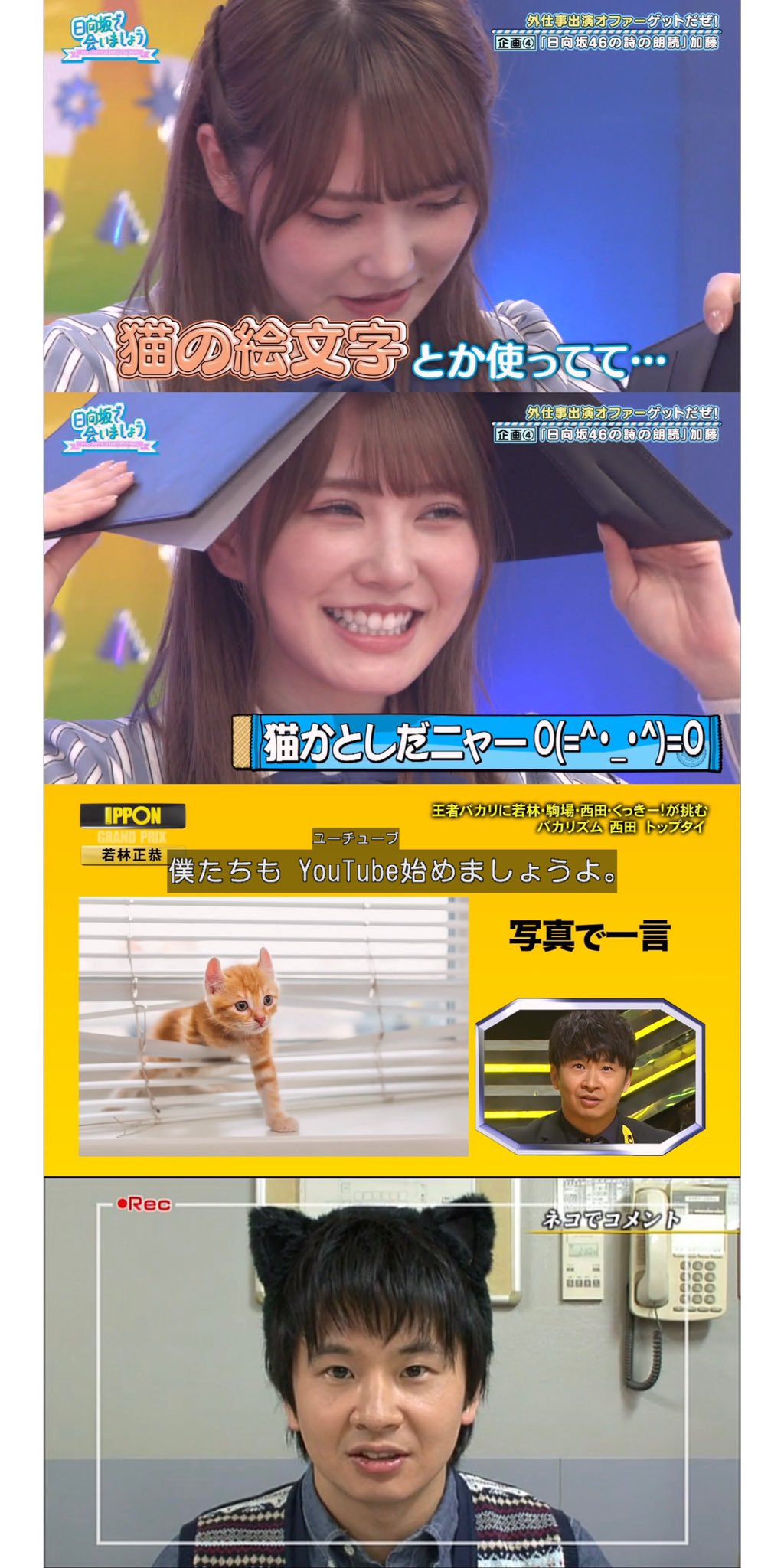 わかわかわかちゃん 若ちゃんが Ipponグランプリ 猫の写真で イマイチだったのは かとしの怨念なのかもしれない笑 オードリー オードリー若林 若林正恭 若林 若様 若ちゃんかわいい 日向坂で会いましょう 加藤史帆 かとし Ipponグランプリ Ippon