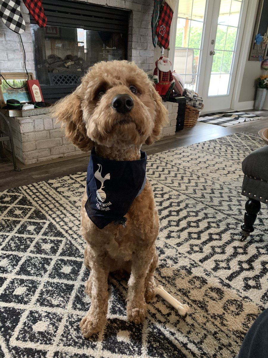 HannahZingale's tweet photo. #COYS #THFC #MyPLMornings https://t.co/pyQAeSCvMd