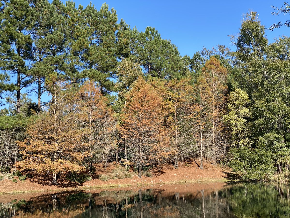 mamapiinkx0's tweet photo. #Beautiful #fallcolors in #SavannaGeorgia #reflections #gratitude #traveling @ThePhotoHour @EarthandClouds @VisitGeorgiaLtd #landscape #iPhone #blessed #SundayFunday On way #home to #Florida #ThePhotoHour #fallchallenge2020 https://t.co/10NmWJtWMf