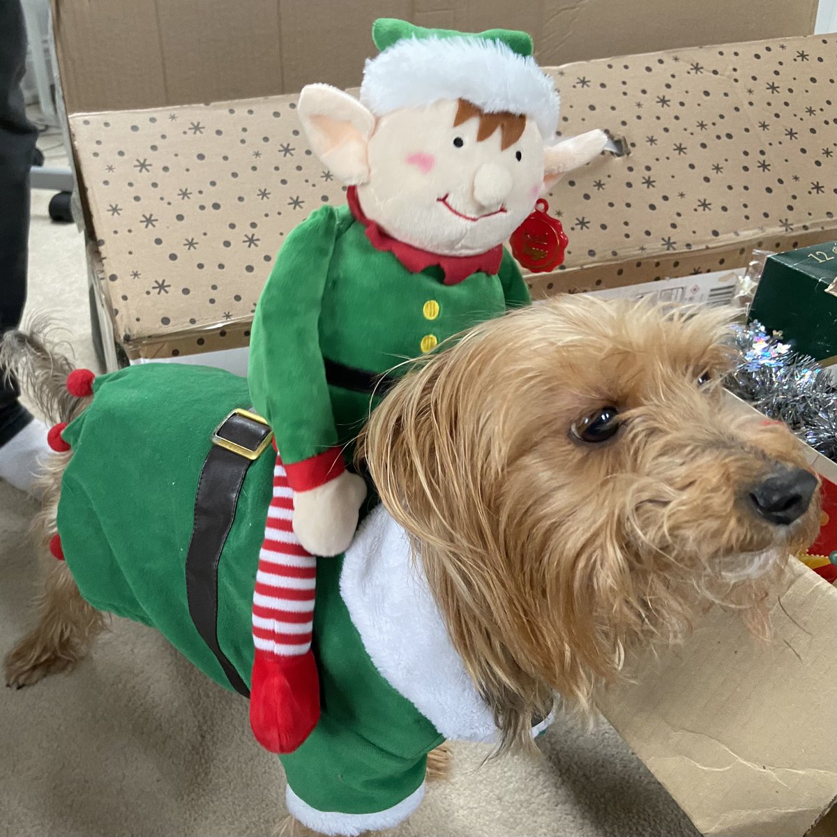 #SundayFunday my gorgeous doggy giving an #elf a ride! #Christmas wearing his lovely luscious green coat, just like the vivid colours in my paintings!