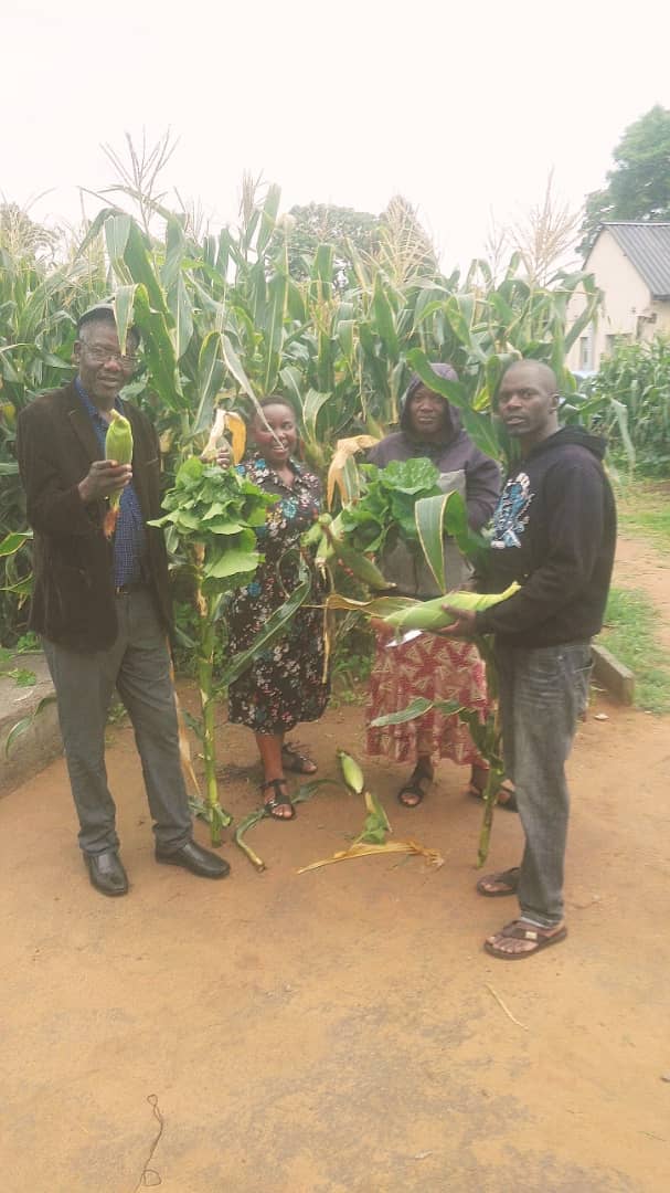 PhilChingwaru2's tweet photo. Another Harare Waterfalls farmer under our guidance, farming the intelligence way https://t.co/PvB3JnQj1r