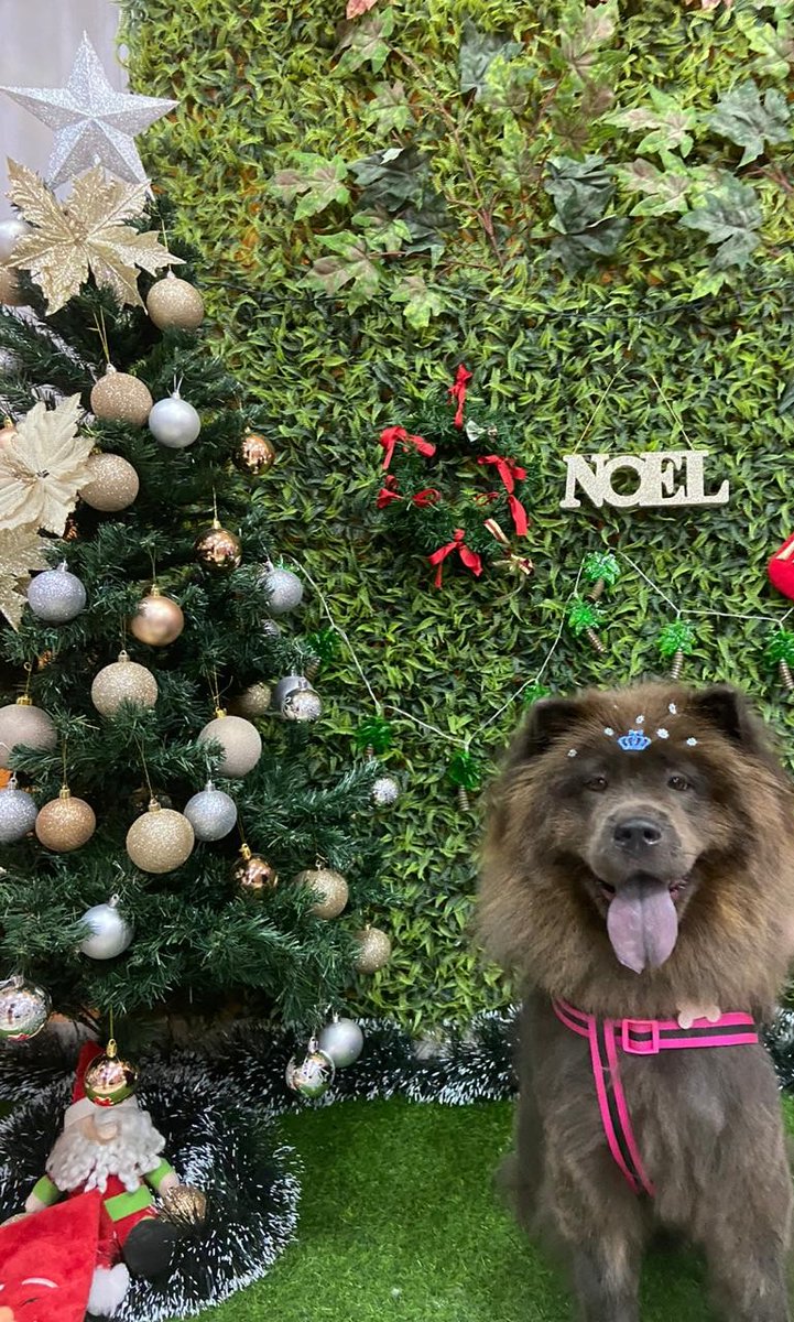 KarenTsuchida's tweet photo. Lilith em seu primeiro natal na nova família!
@kaotinho https://t.co/ACIEWXMAJg