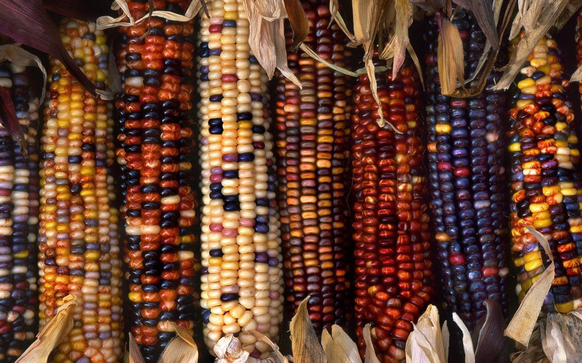 PowerON_SA's tweet photo. Why #SeedSovereinty is crucial to any type of national independence and freedom?
Who controls the world's seeds, controls the world?
#GreenRevolutions promise big & are good but historically have also delivered more neocolonialism. https://t.co/hJQ7XDlp17
#AfricanSeedBank https://t.co/JlXt9mRF1I
